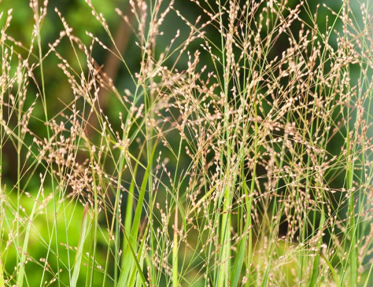 Panicum virgatum 'Northwind'